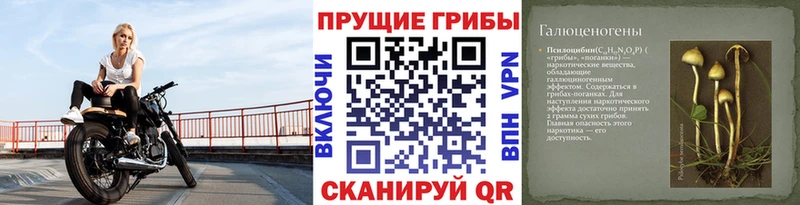 Псилоцибиновые грибы прущие грибы  где найти наркотики  Куса 